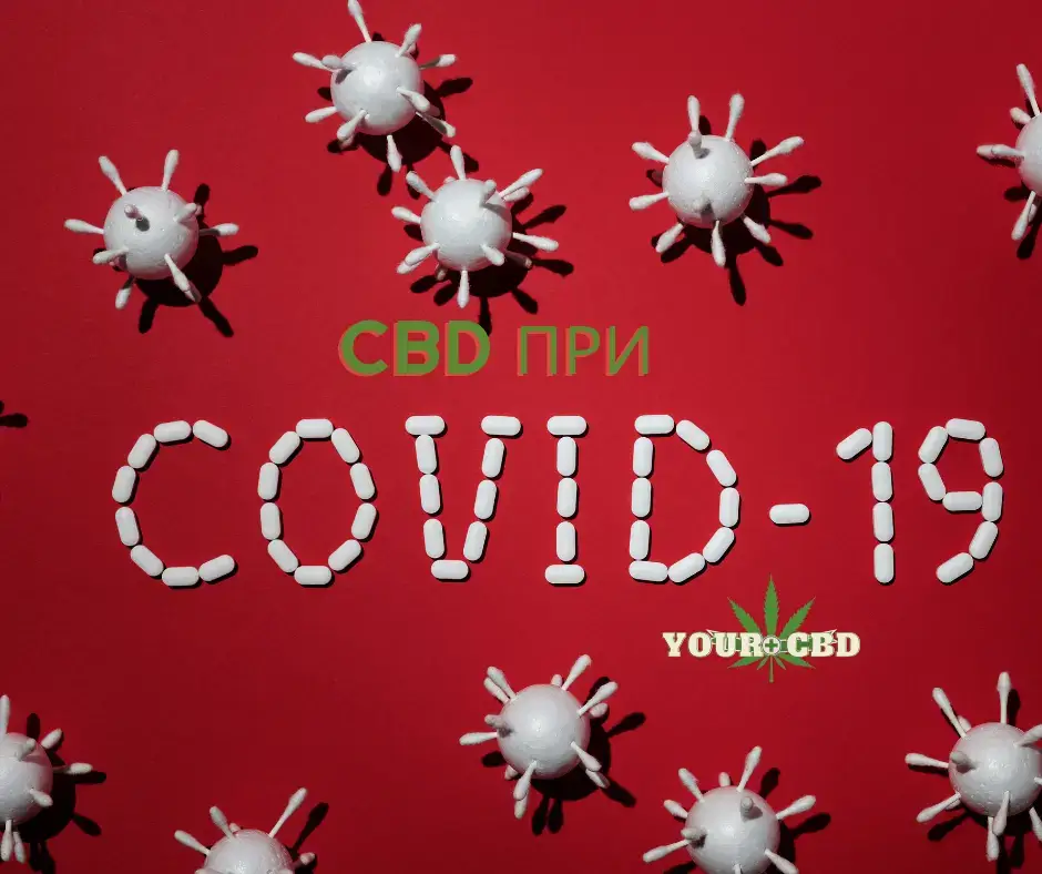 CBD i COVID19 kak deistva