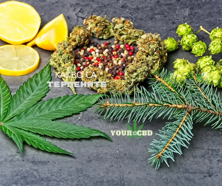 Kakvo sa terpenite